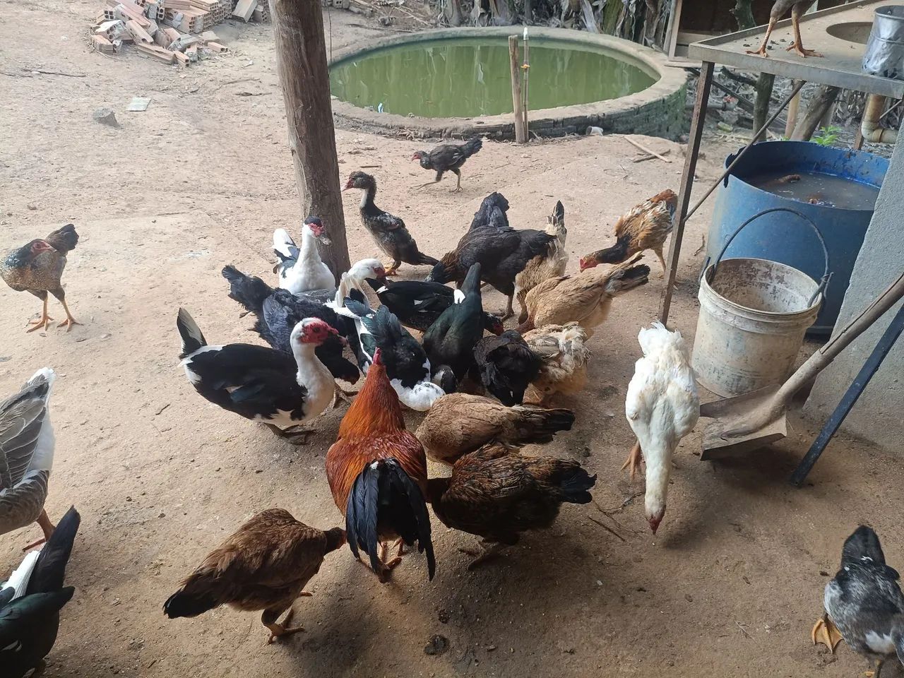 Vendo patos e galinhas