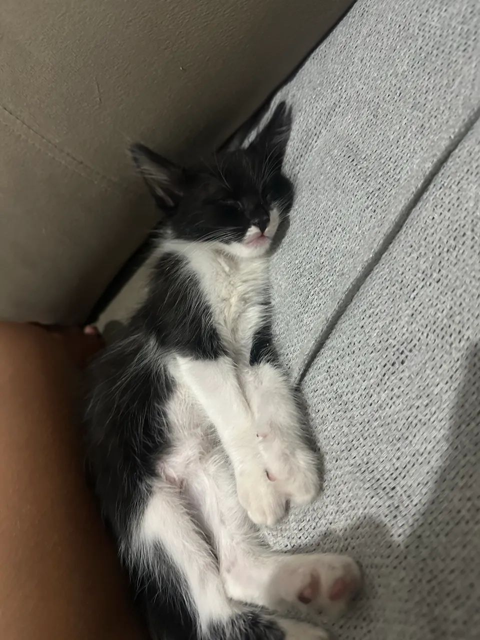 Gatinho macho - Foto 2