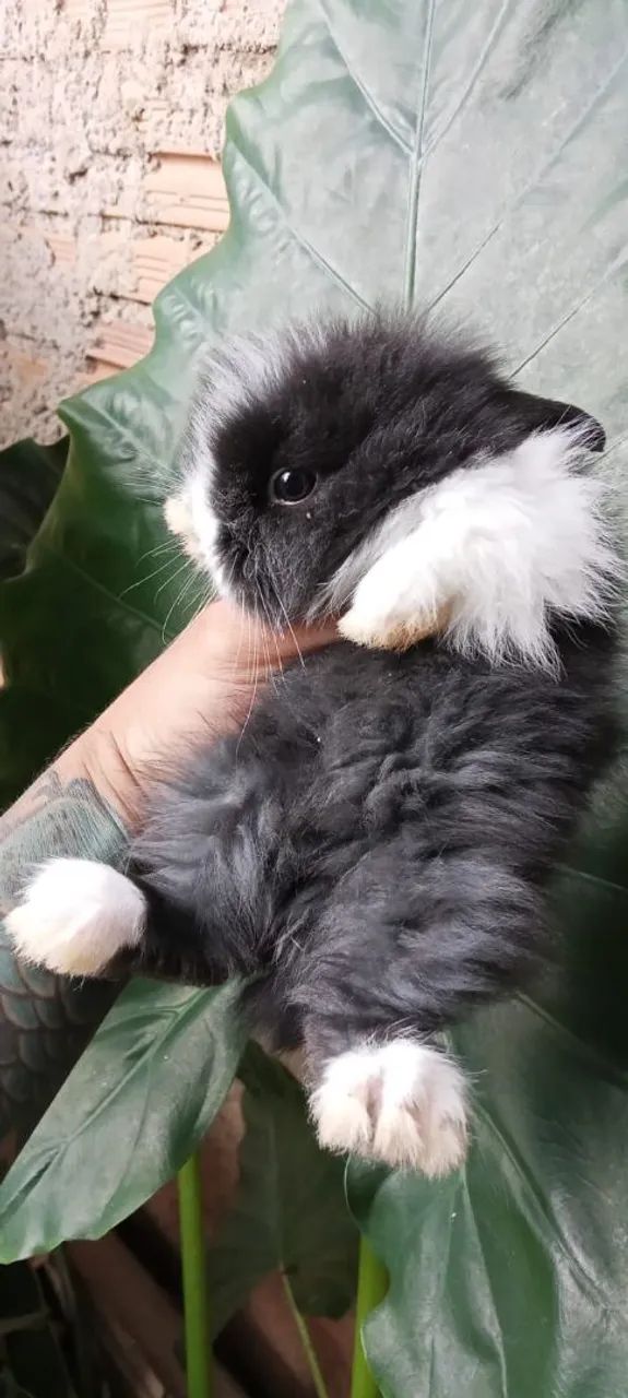 Coelho filhote mini angora - Foto 2