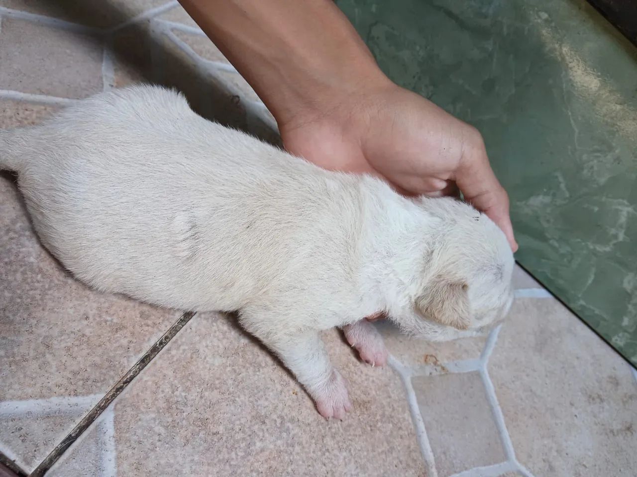 Dois cachorros machos  - Foto 4