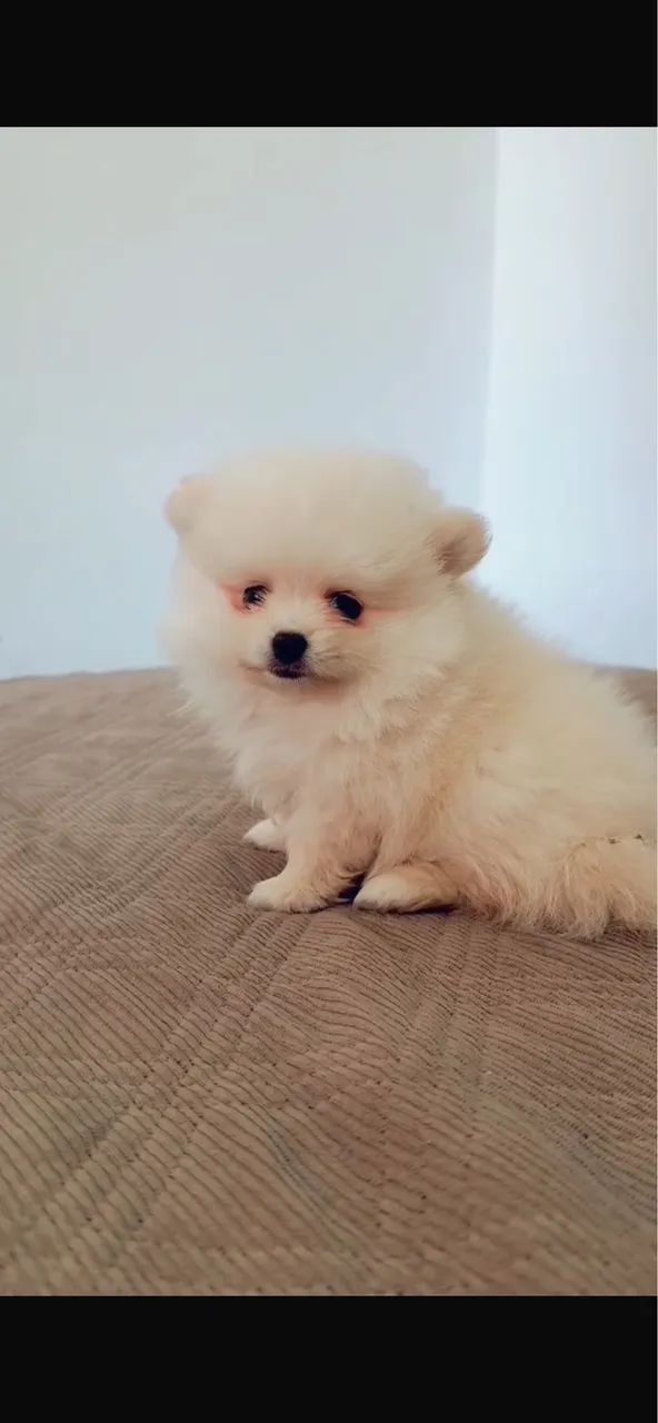 Cachorro  - Foto 2