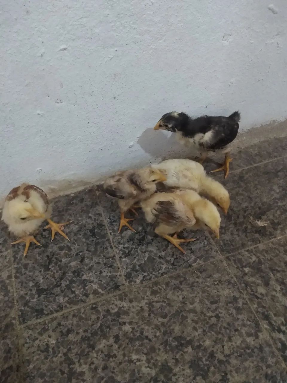 48 Pintinhos Caipiras
