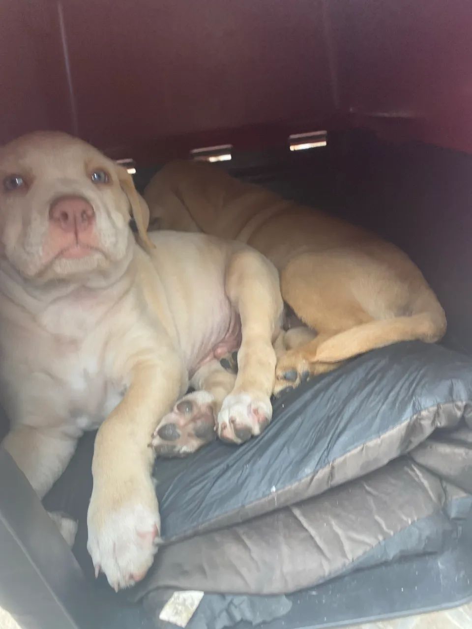 Cachorro