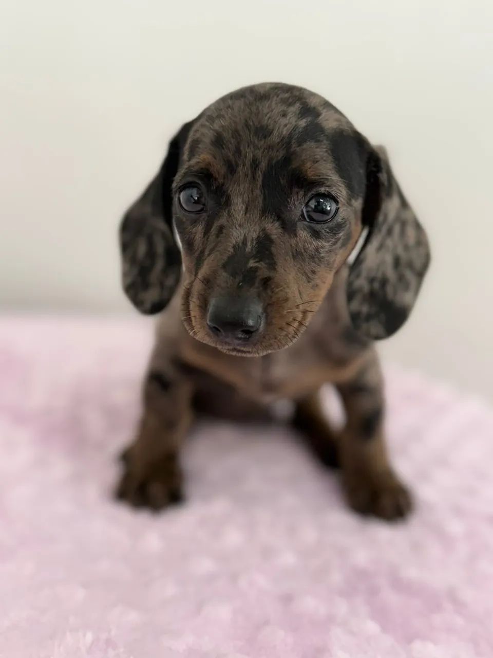 dachshund salsichinha  - Foto 2