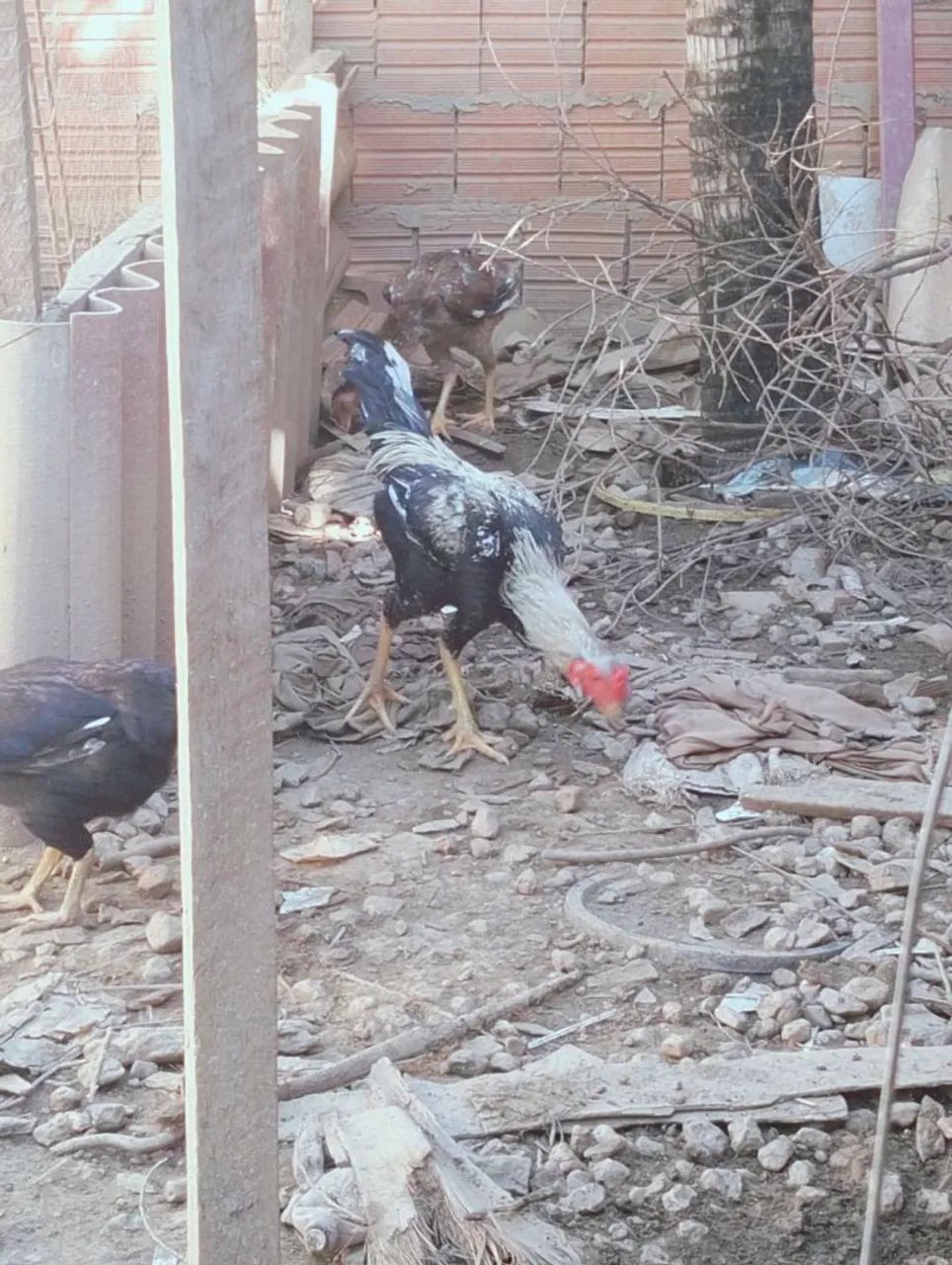 Vendo galinha é frango  - Foto 3