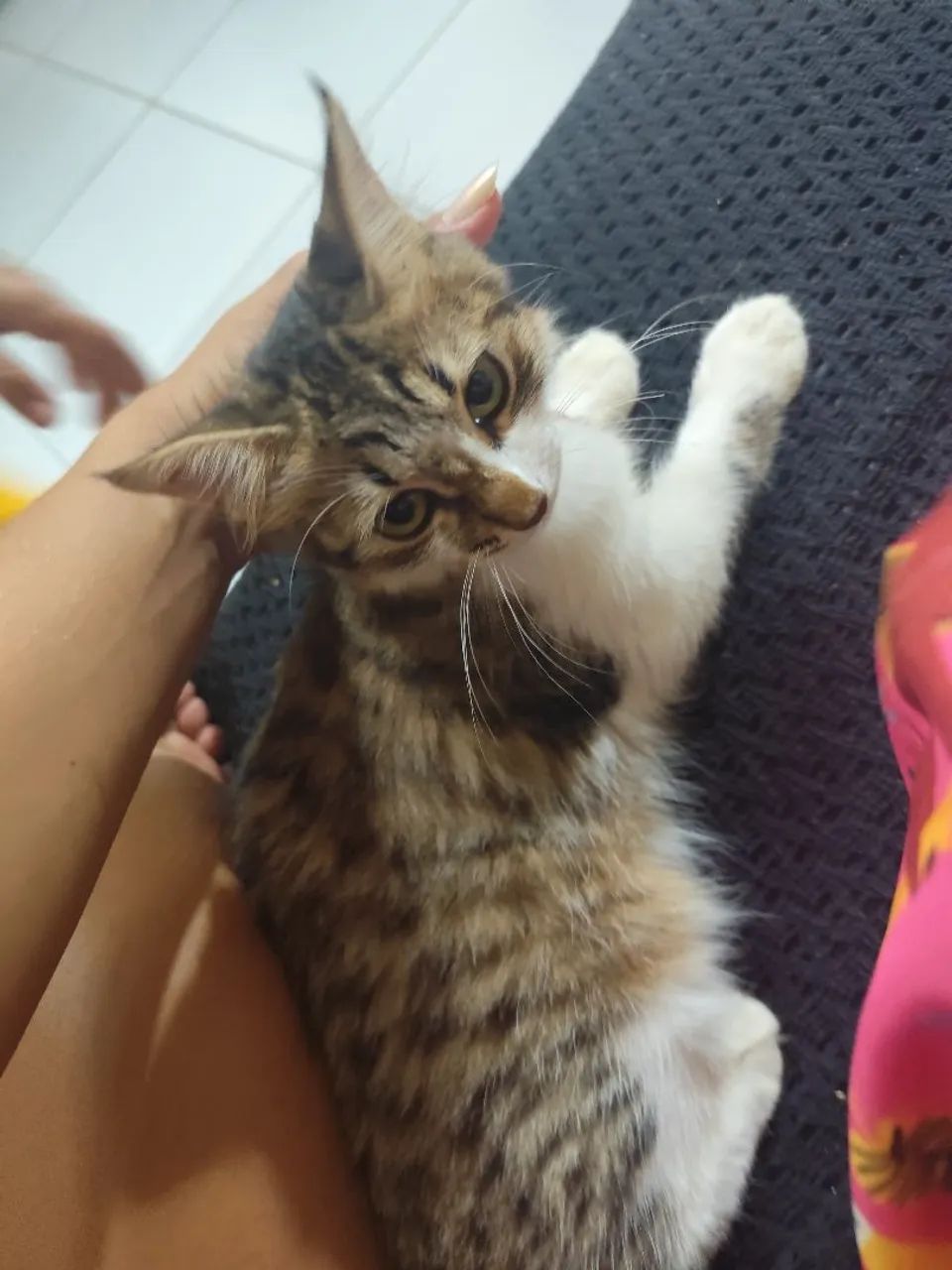 Doação de gato 