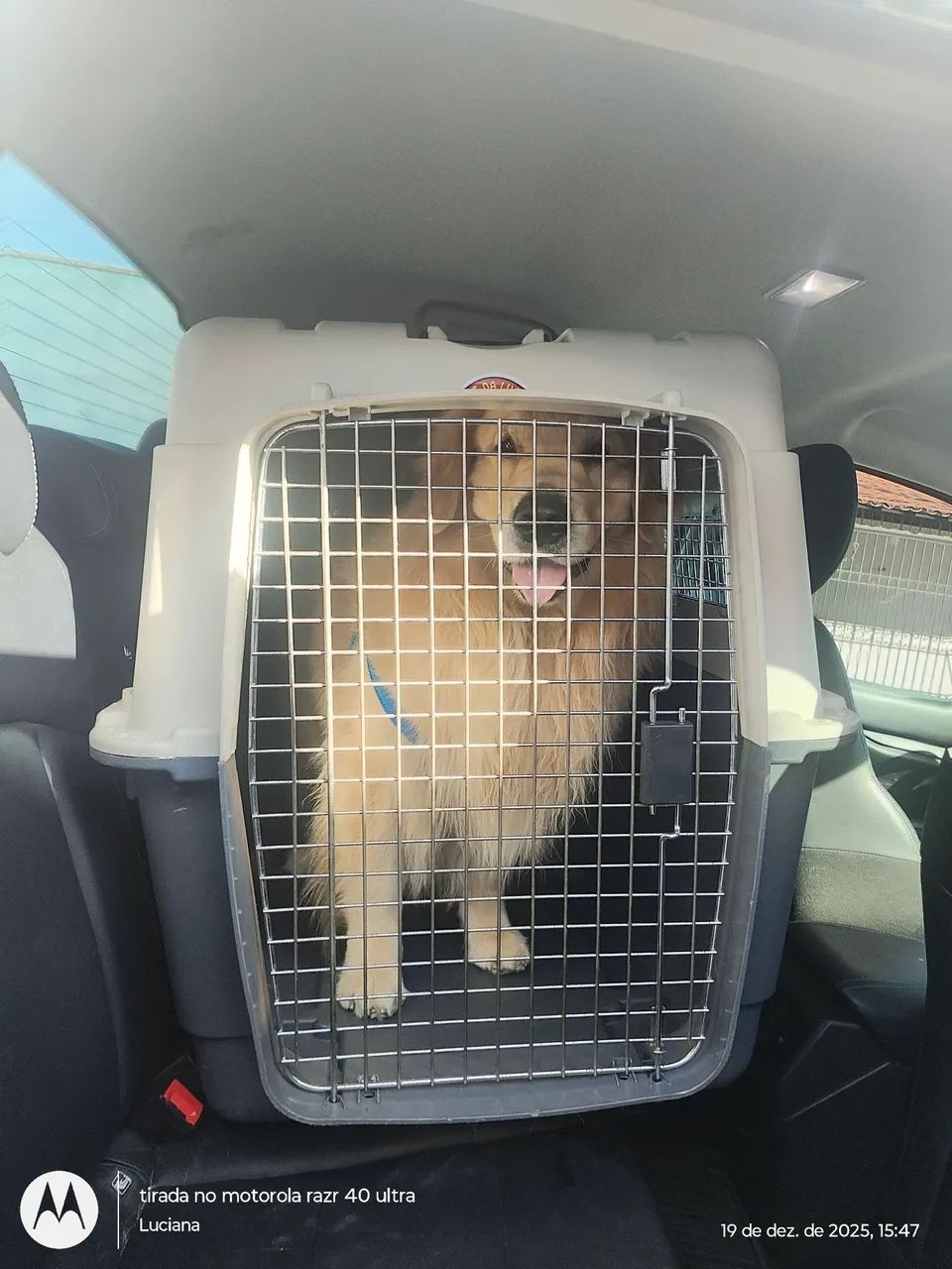 Transporte padrão IATA para viagem pet - Foto 4
