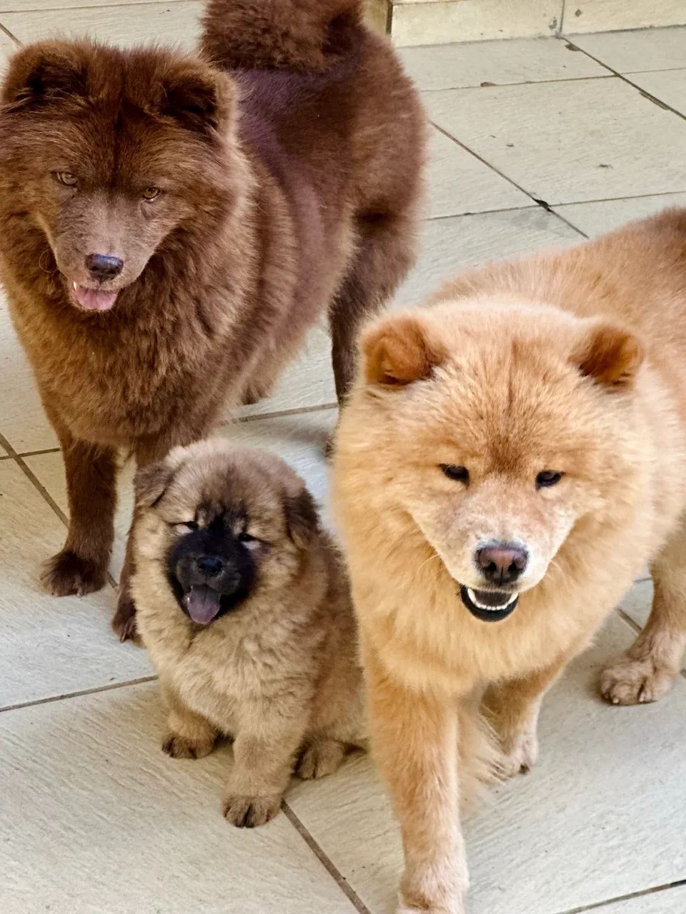 FILHOTE DE CHOW-CHOW - Foto 2