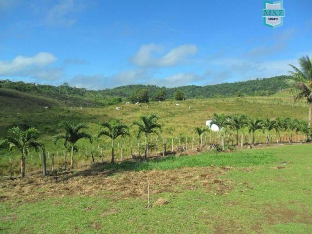 Fazenda Itamaraty com 300 Hectares, potencial para 300 gados, 70 hectares de cacau - Foto 7
