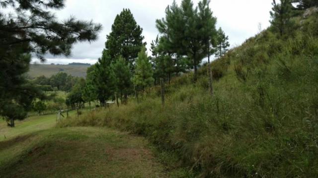 Fazenda para venda em balsa nova, são luiz do puruna 800 m do pedagio, 2 dormitórios, 2 ba - Foto 10