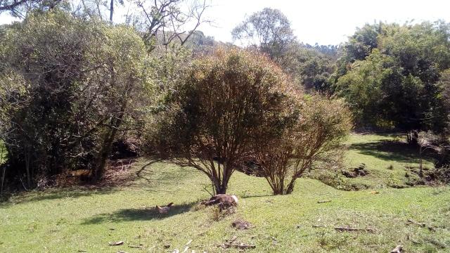 Sítio a venda - Foto 11