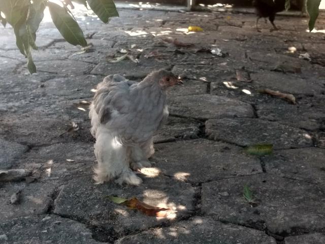 Franguinhos e pintinhos raça Brahma - Foto 4
