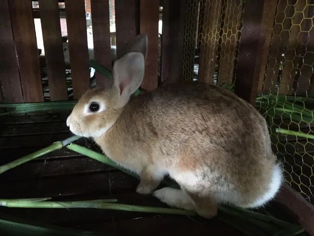 Vendo Coelhos