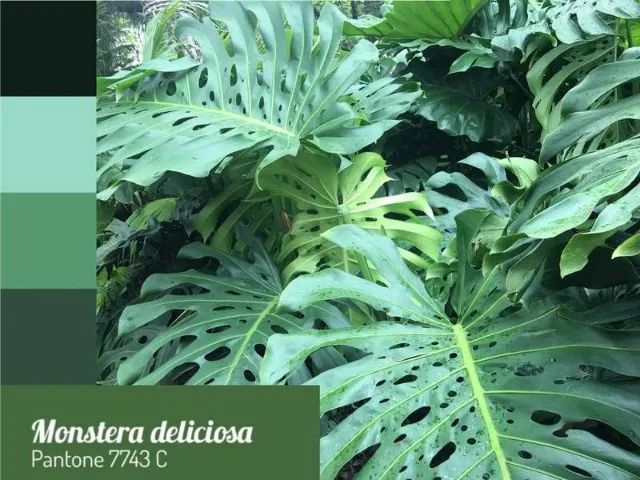 mudas da costela de adão  