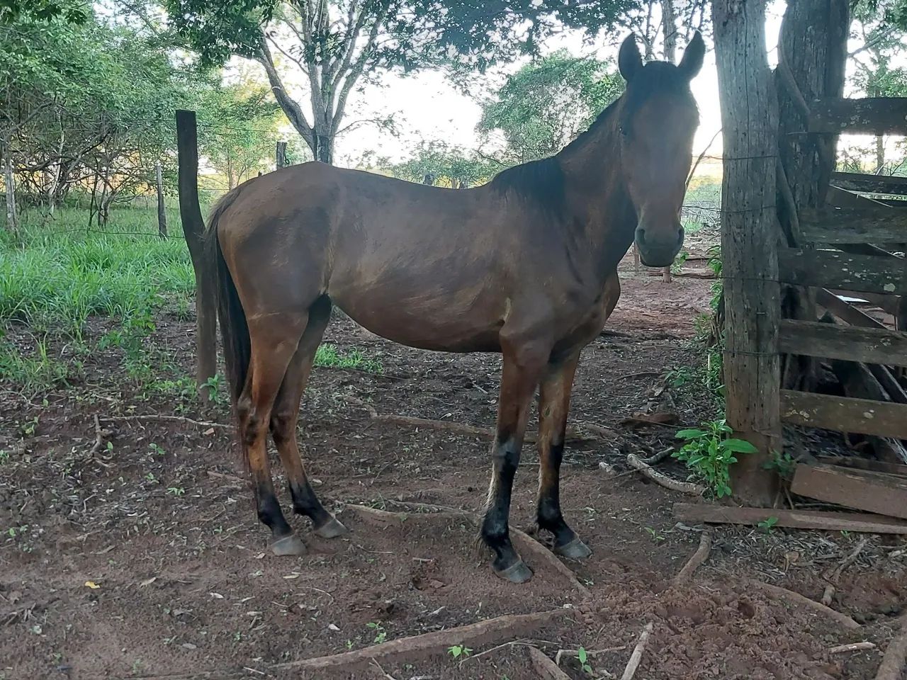 Egua filha de qm 3anos  - Foto 2