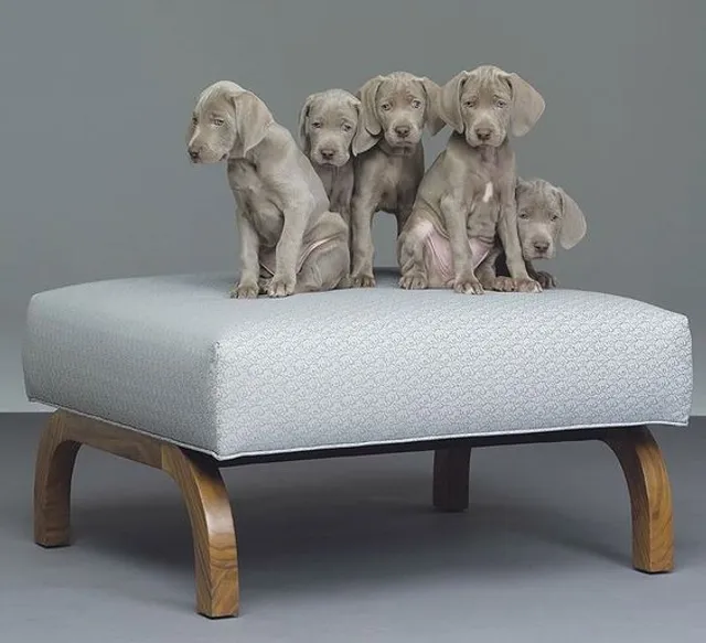 Olx weimaraner sales