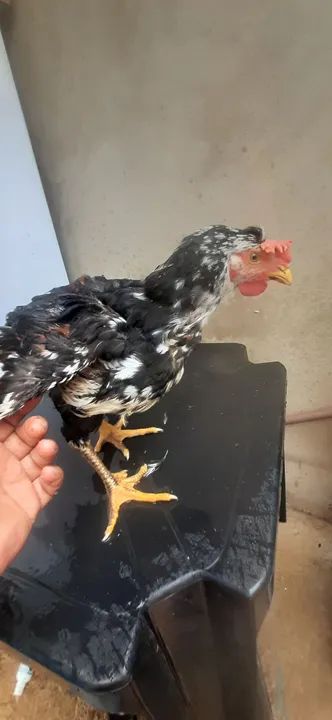 Galinha gsb. Ótima genética 