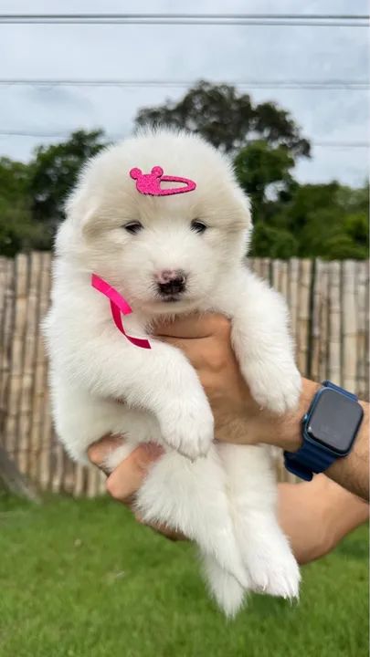 Filhote de Samoiedo - Super Herói! - Foto 3