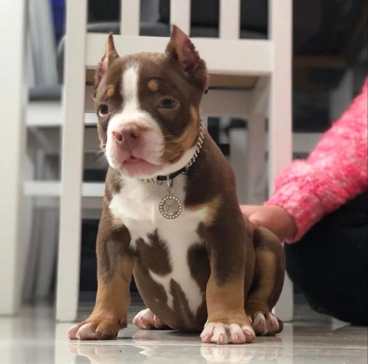 American Bully Elegância Demais Em Uma Só Foto 