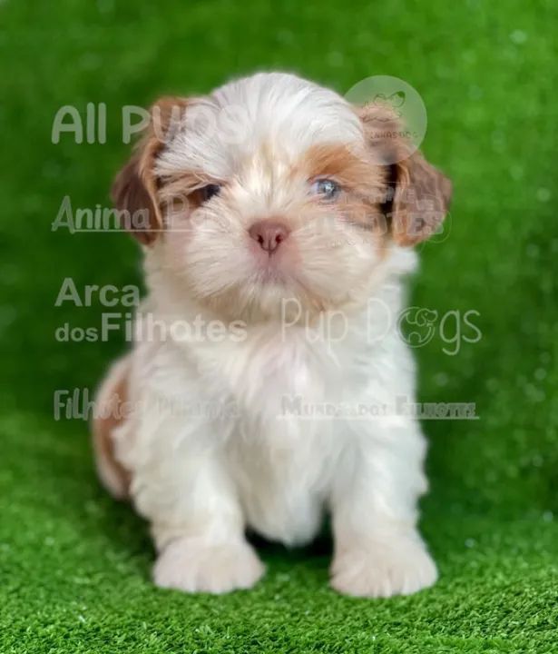 Shih tzu lindos e com retirada imediata - não perca 
