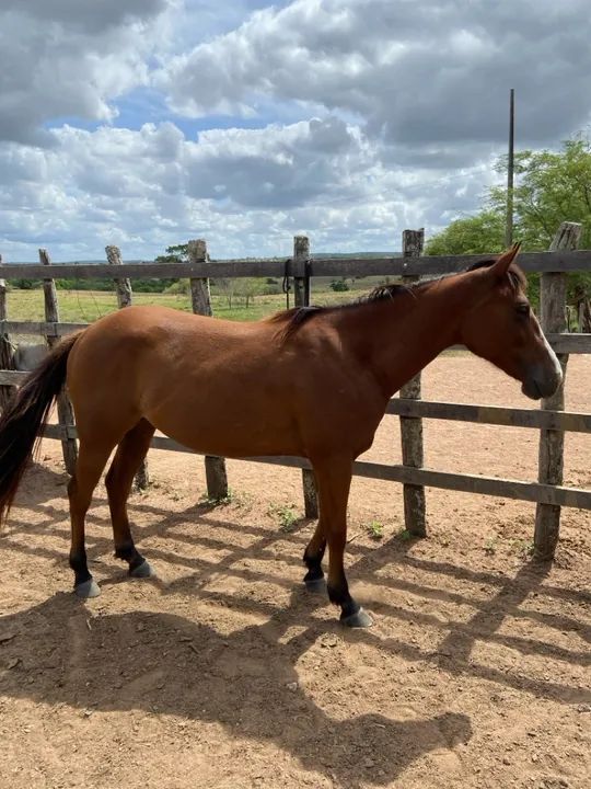 Potra quarto de milha !! - Foto 2