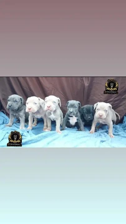 Filhotes de cane corso italiano 