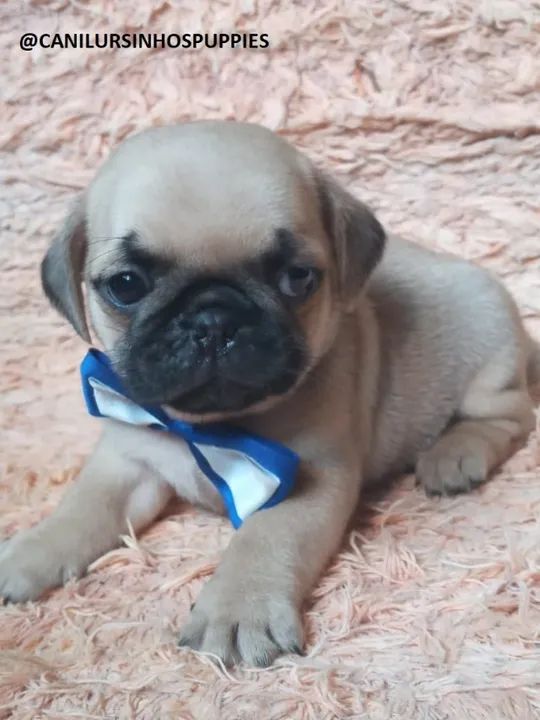 Pug filhotes disponíveis entrega mediata abrico e black  - Foto 4