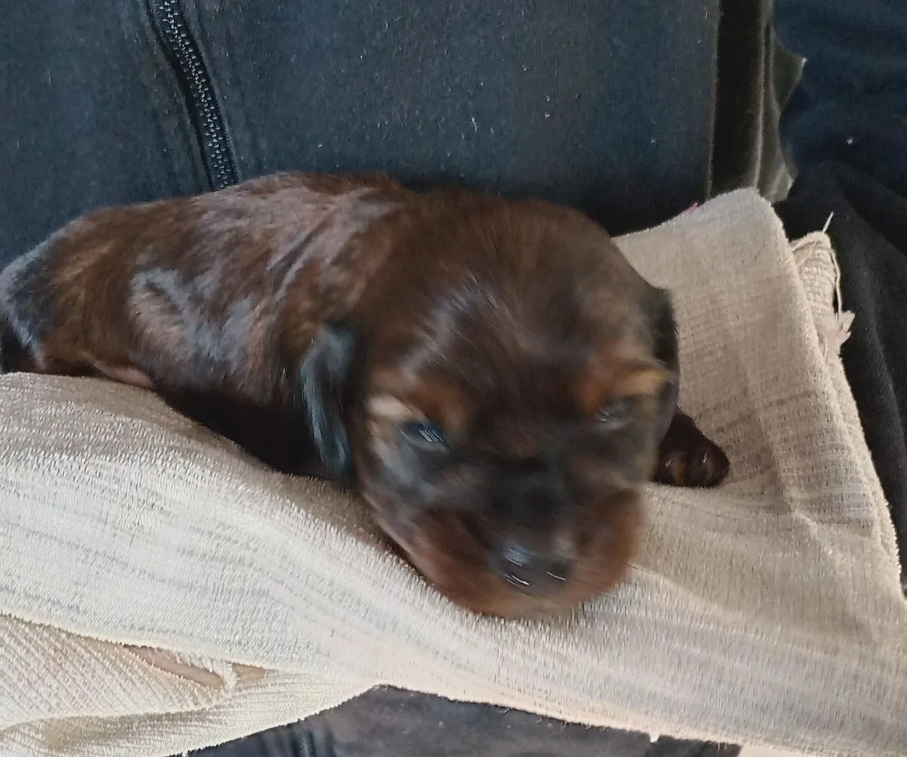 Filhote de Dachshund - pêlo longo macho
