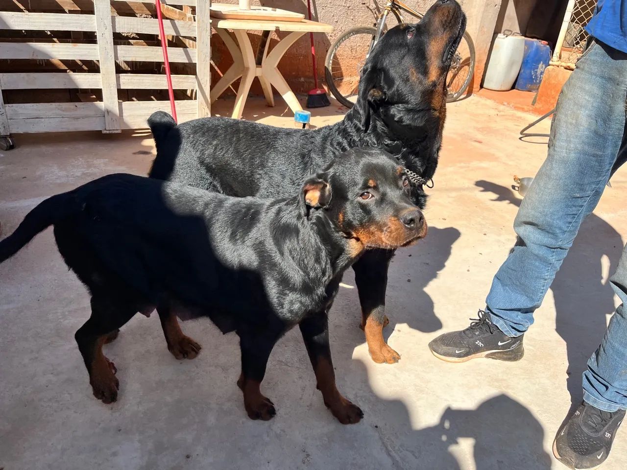 Filhotes de Rottweiler - Foto 3