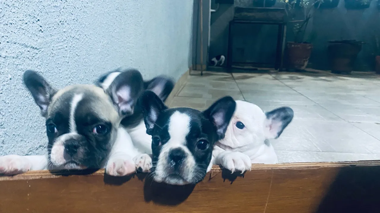 Buldog francês