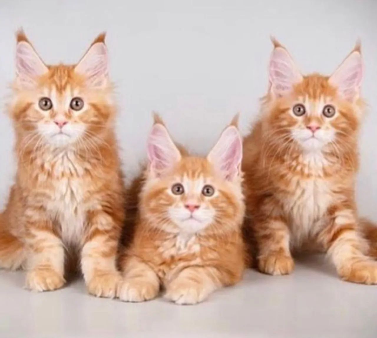 Filhotes de MAine Coon 