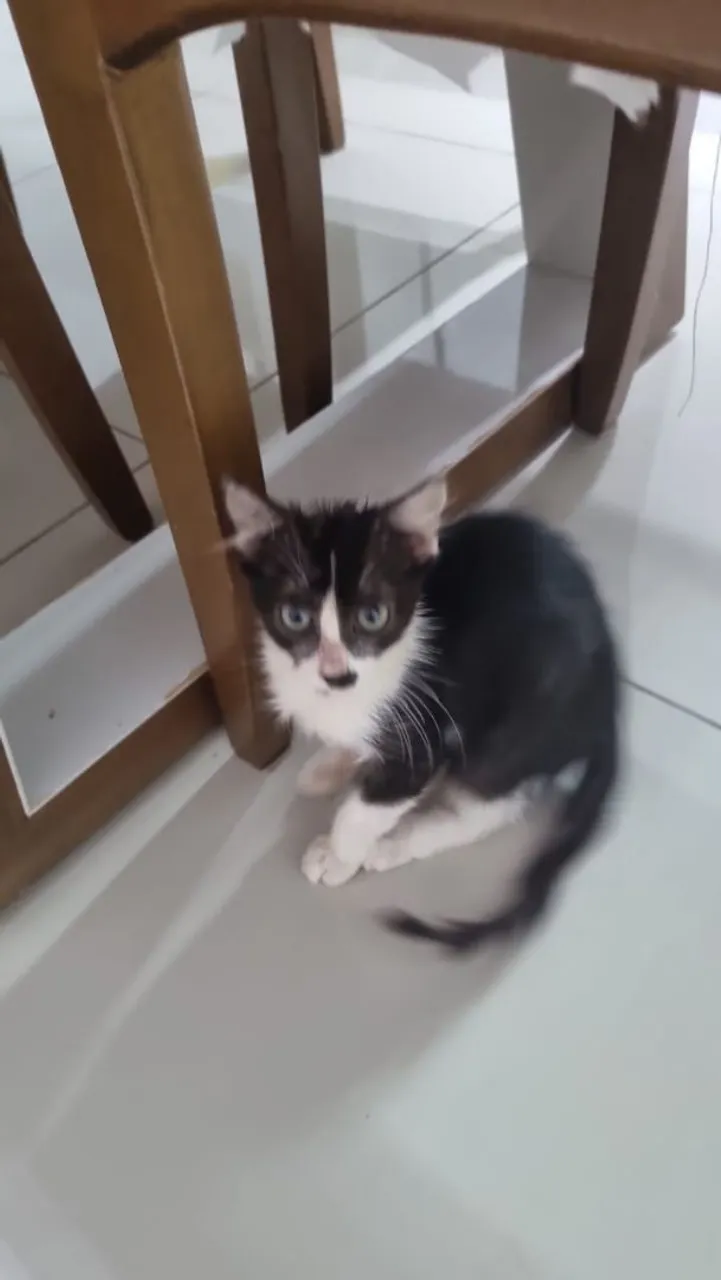 Gatinho frajola para adoção responsável
