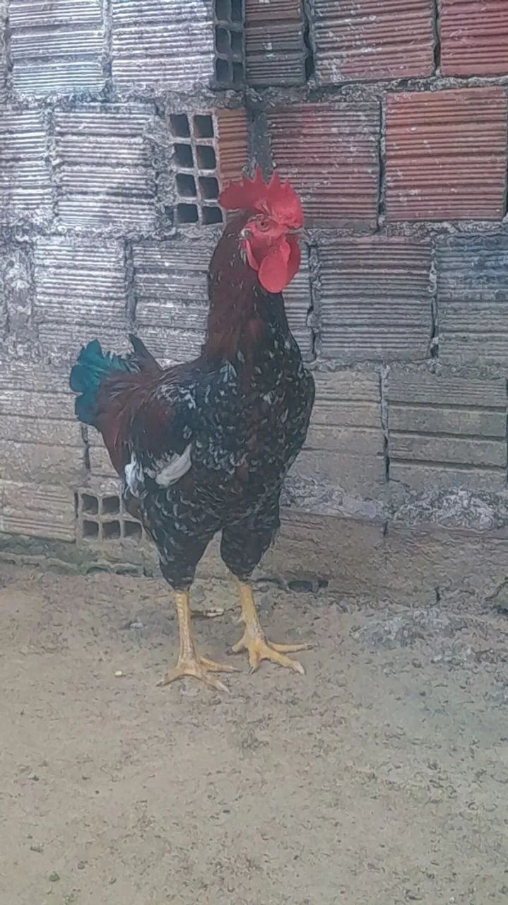 Galos de Raça, GSB, novos! - Foto 2