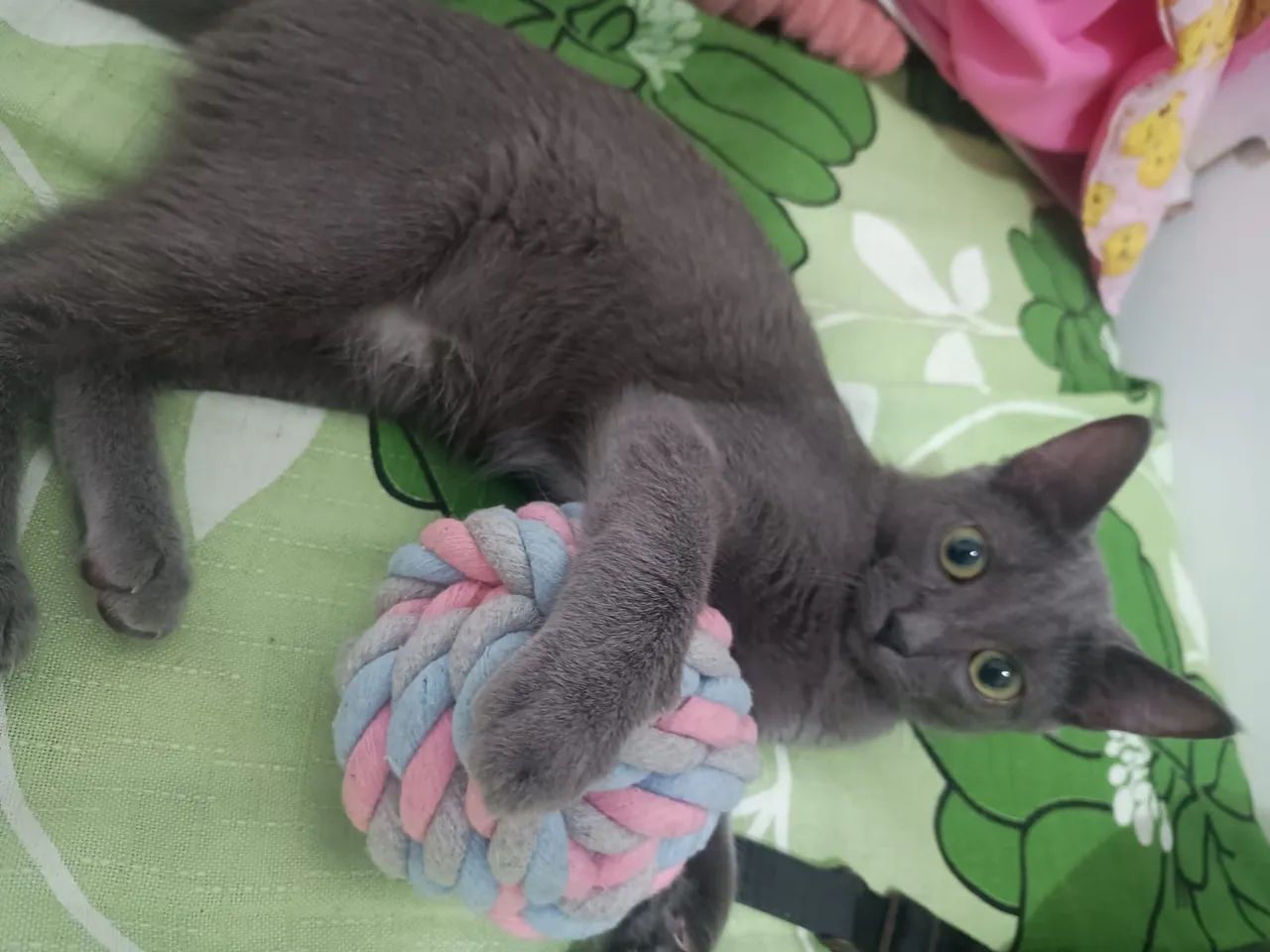 Doação de gato - Foto 4