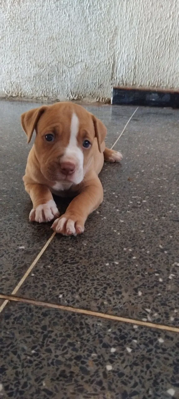 Filhote de Pitbull à venda