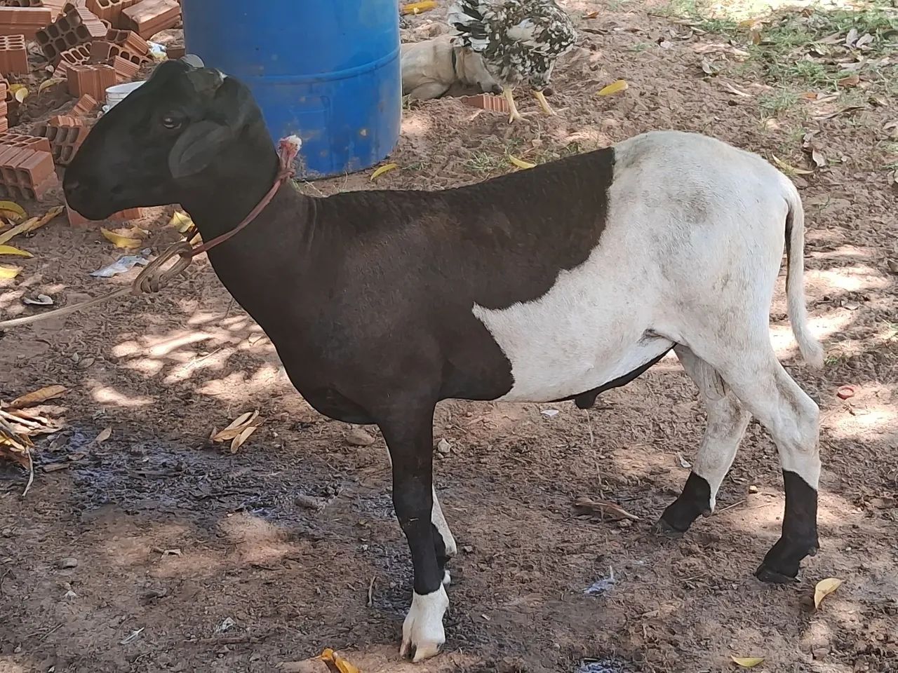 Carneiro ótimo reprodutor - Foto 4