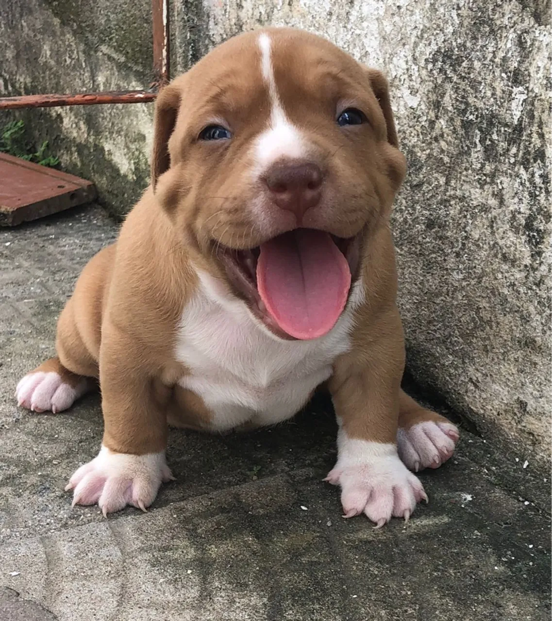 Filhotes de pitbull