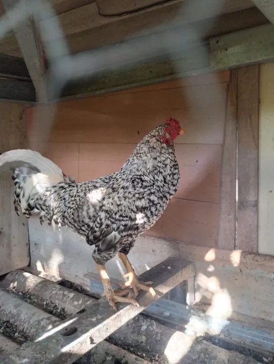 Galinha com pintinho e o galo 220$ - Foto 5
