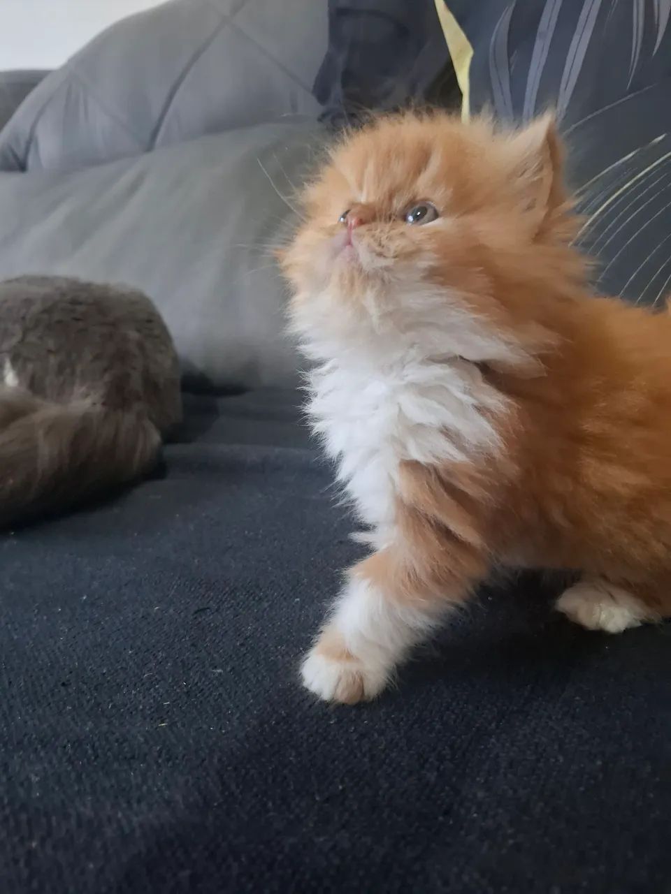 Gatinho Persa - ruivo  - Foto 2