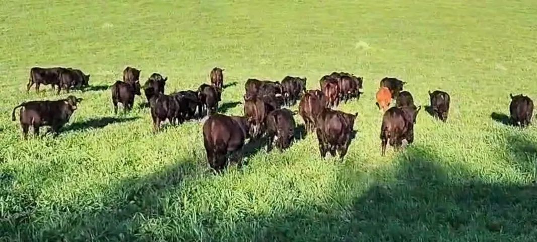 Novilhas Aberdeen Angus e Brangus, Vazias - Foto 6