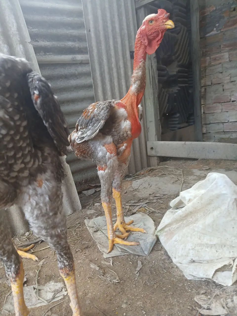 Frango polaco gigante  - Foto 2