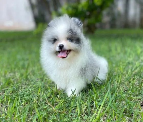 Ursinho Merle com Olhos Azuis Lulu da Pomerânia  - Foto 6