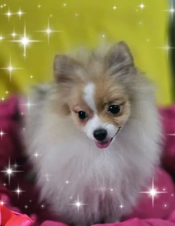 Filhote de Spitz Alemão disponíveis 