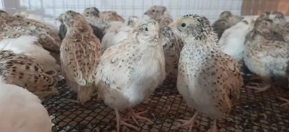 Codornas Gigantes , Pintos e Ovos Férteis 