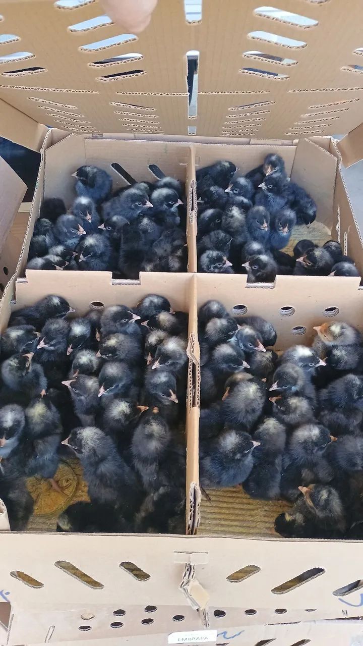 Pintinhos  - Foto 2