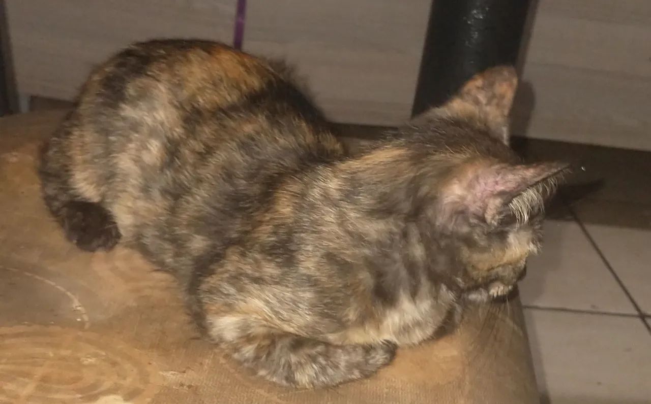 Gatinha diferenciada para adoção - Foto 2