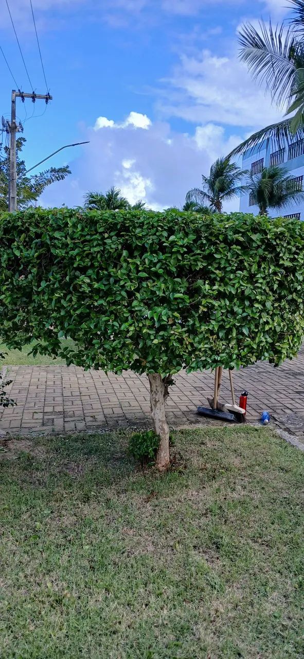 Jardinagem em geral 