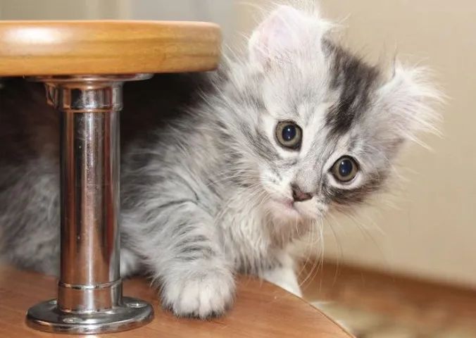 American Curl Filhotes Lindos na Cor Tigrado - Foto 3
