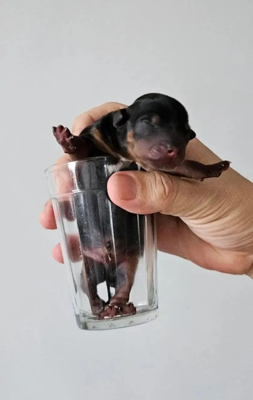 Filhote de Pinscher Pequenos