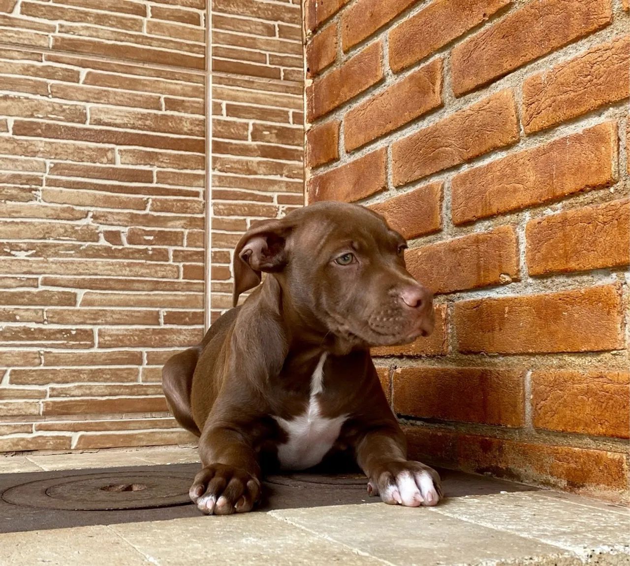 Pitbull Chocolate preço imperdível macho  - Foto 4